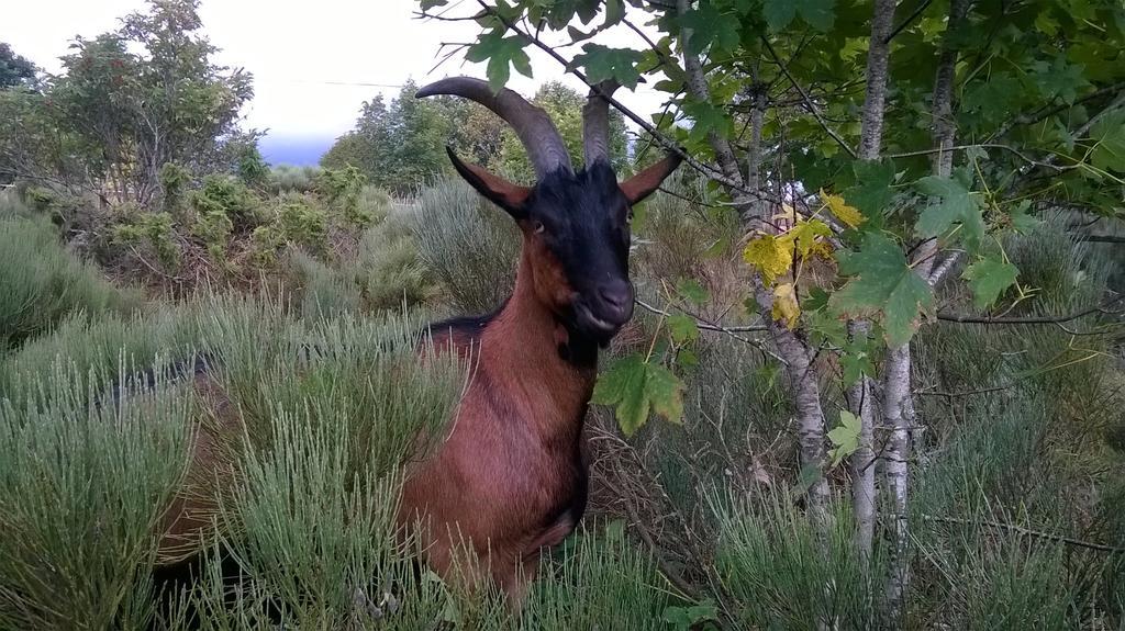 Domaine Du Mas Du Taillet *