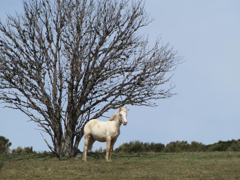 Domaine Du Mas Du Taillet